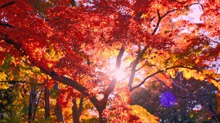 秋日绚烂红叶树
