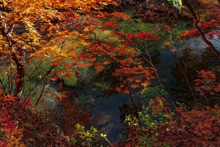 秋日山林溪流斑斓景致