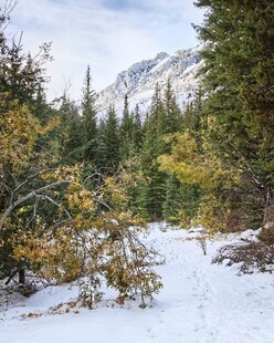雪覆山林间的清幽小径