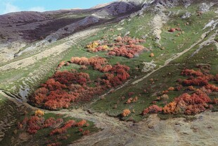 秋日山坡红叶景观