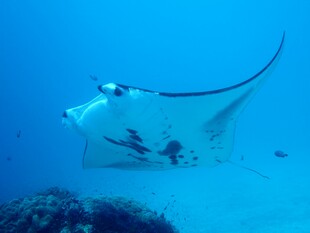 海中蝠鲼共游