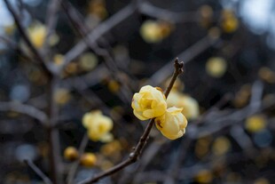 枝头绽放的黄色腊梅花