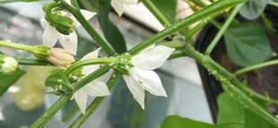 海椒花