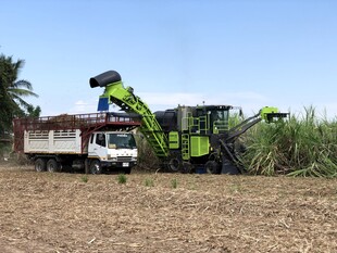 农田里的青饲料收获作业