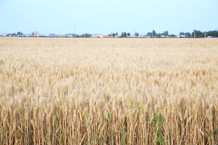 金黄麦田