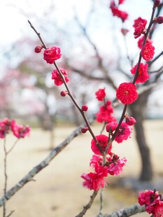 枝头绽放的艳丽红梅花