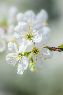 枝头绽放的梅花