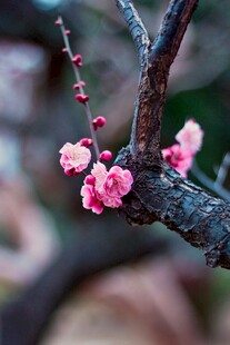 枝头绽放的粉嫩梅花