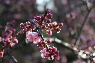 梅花