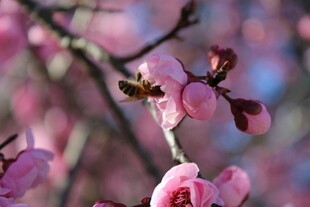梅花