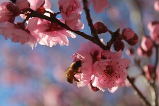枝头粉樱蜜蜂忙采蜜