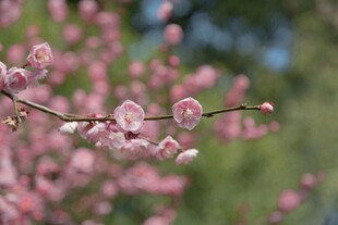 枝头绽放的粉嫩桃花