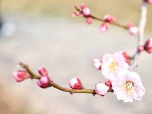 枝头绽放的粉嫩梅花
