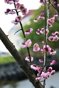 枝头绽放的梅花