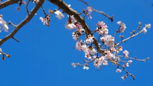 梅花