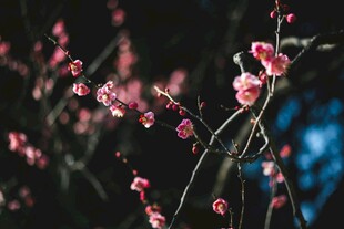 枝头绽放的娇艳粉色梅花