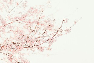粉色樱花枝