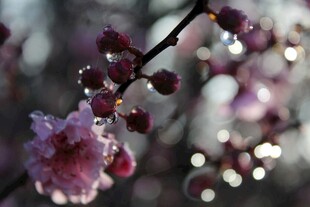 梅花