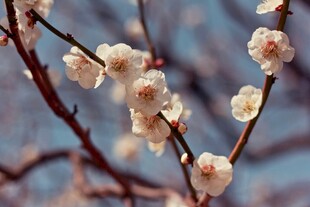 枝头绽放的粉嫩梅花