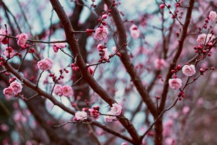 枝头绽放的粉嫩梅花