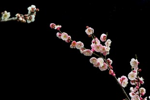 粉白桃花枝