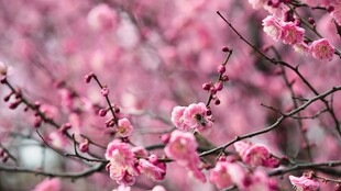 粉色烂漫梅花枝头绽放