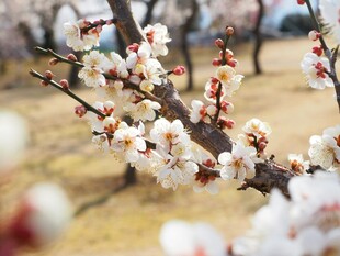 枝头绽放的美丽白梅花