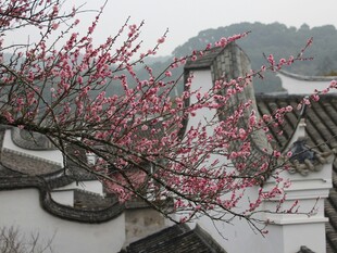 徽派建筑旁绽放的红梅