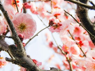 春日绽放的娇艳粉色梅花