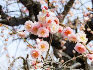 枝头绽放的粉嫩梅花
