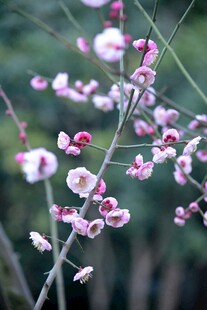 枝头绽放的粉嫩梅花