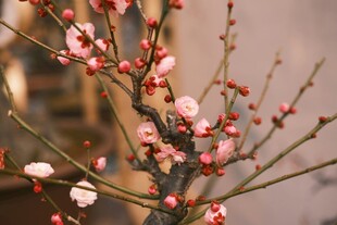 枝头绽放的粉嫩梅花