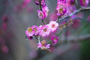 枝头绽放的梅花