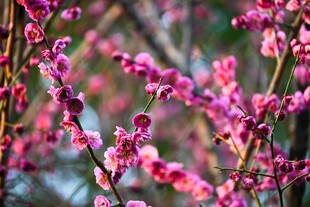 绽放的梅花
