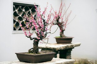 两盆绽放的梅花盆景