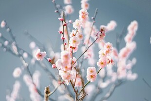 枝头绽放的粉嫩桃花