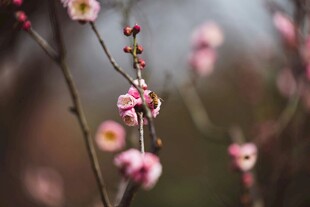 粉色梅花枝头绽放