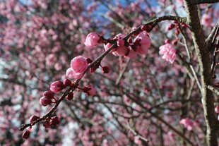 梅花