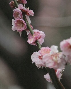 粉嫩绽放的娇艳梅花