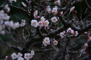 枝头绽放的粉嫩梅花