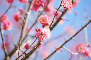 枝头绽放的粉嫩梅花