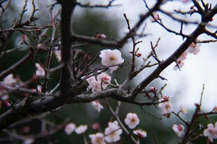 枝头绽放的粉嫩梅花
