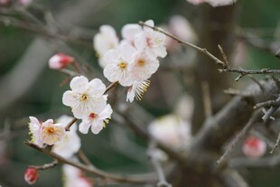 枝头绽放的素雅白梅花
