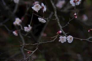枝头绽放的粉嫩杏花