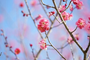枝头绽放的粉嫩梅花