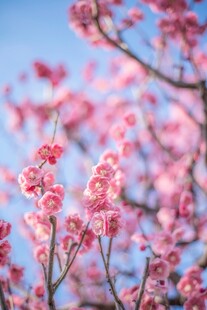 枝头绽放的粉嫩梅花