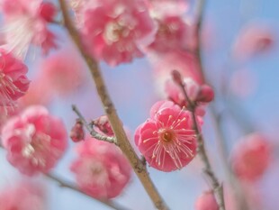 枝头绽放的粉嫩梅花