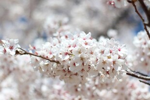 烂漫樱花枝头绽放