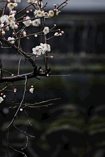 枝头绽放的素雅梅花