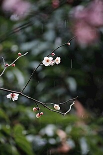 雨中绽放的白色小梅花